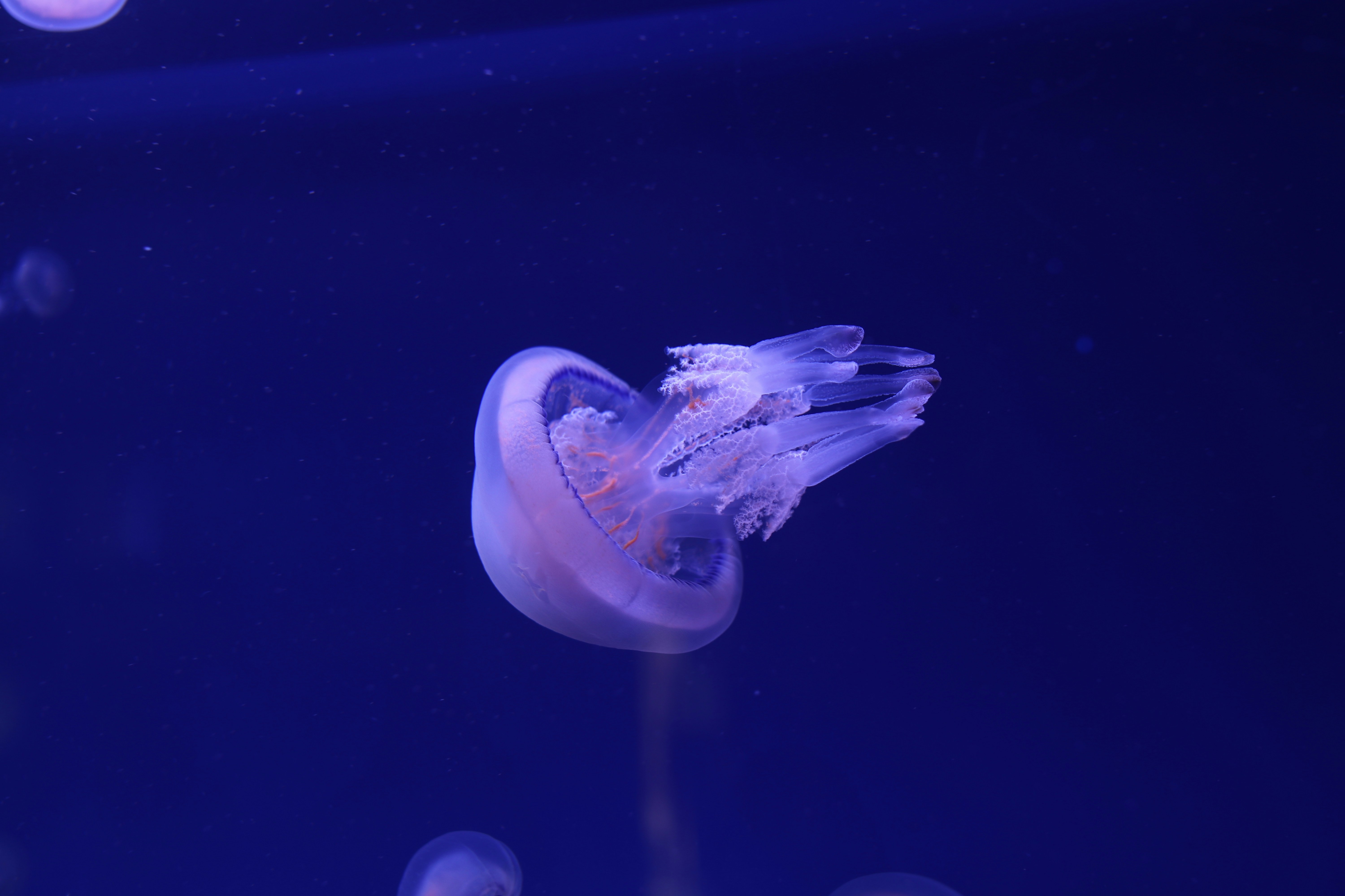 Jellyfish: Life Without Brains or Bones