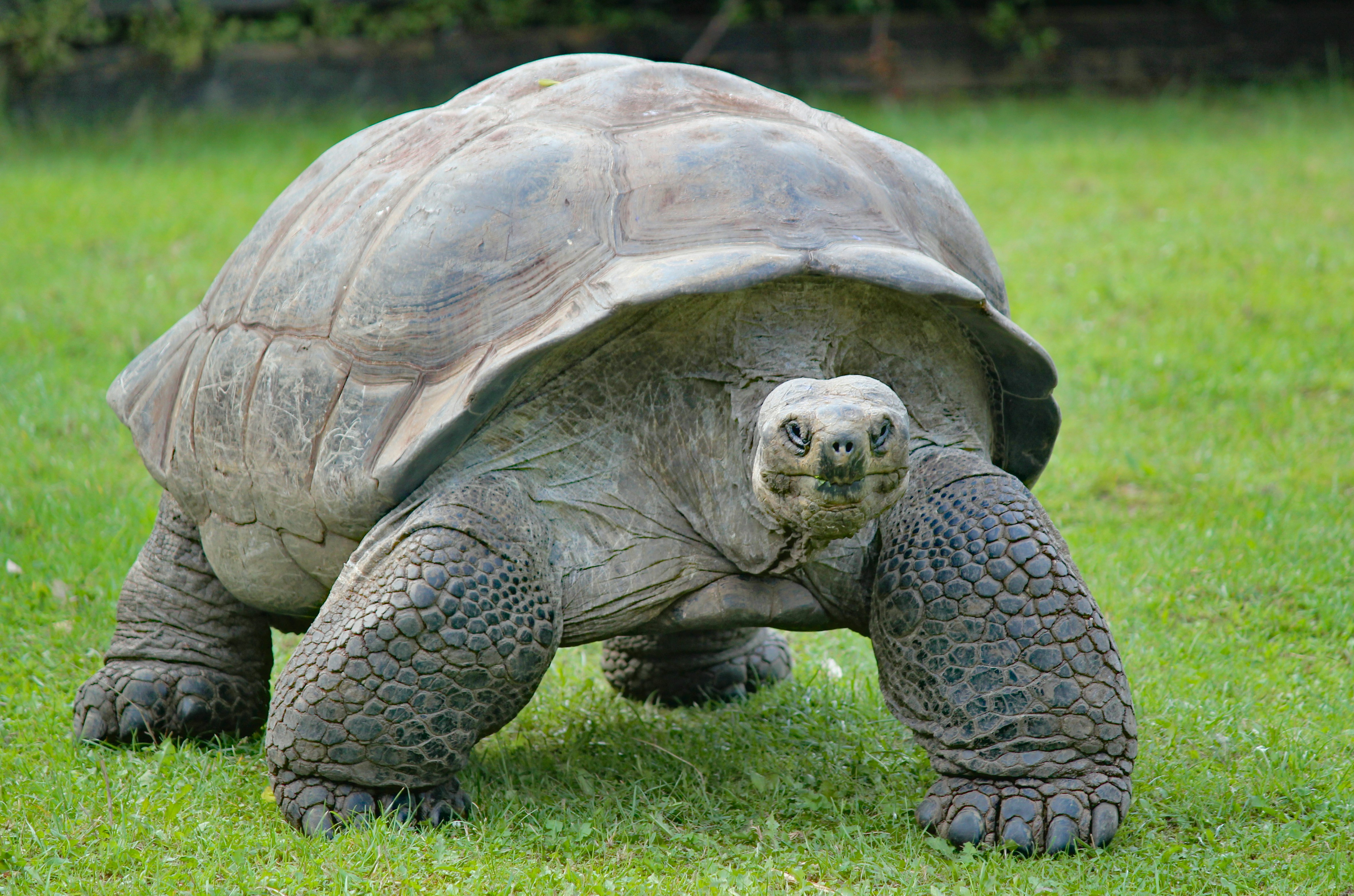 The Evolution of Modern-Day Reptiles