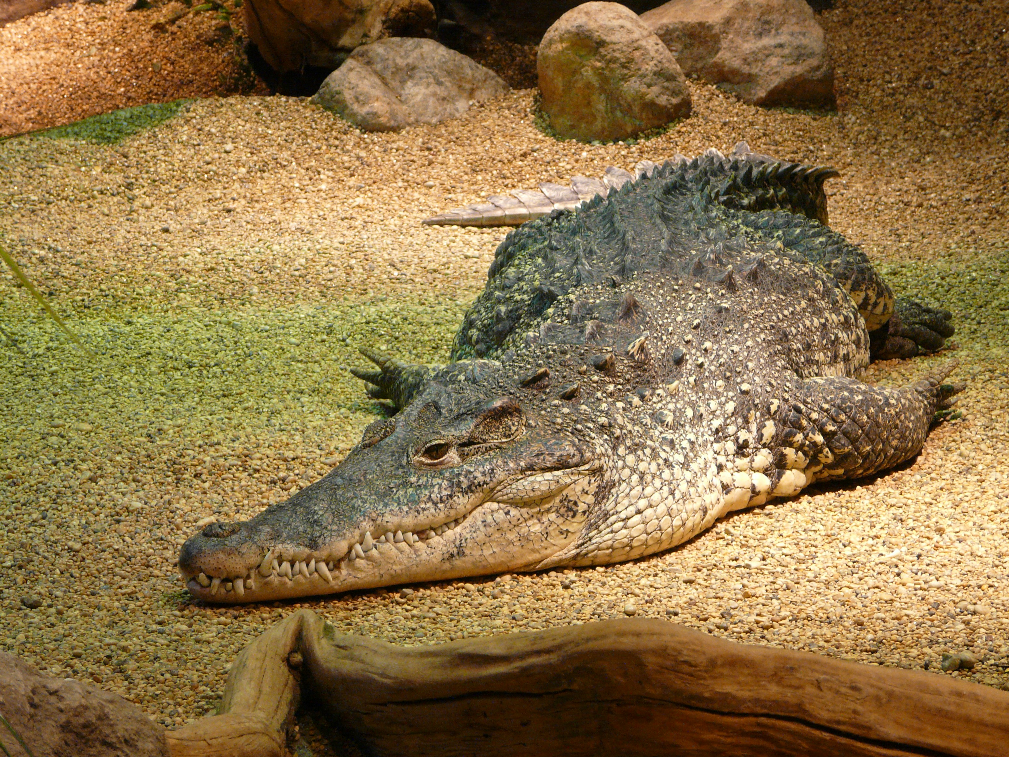 Crocodiles: Ancient Predators of the Present