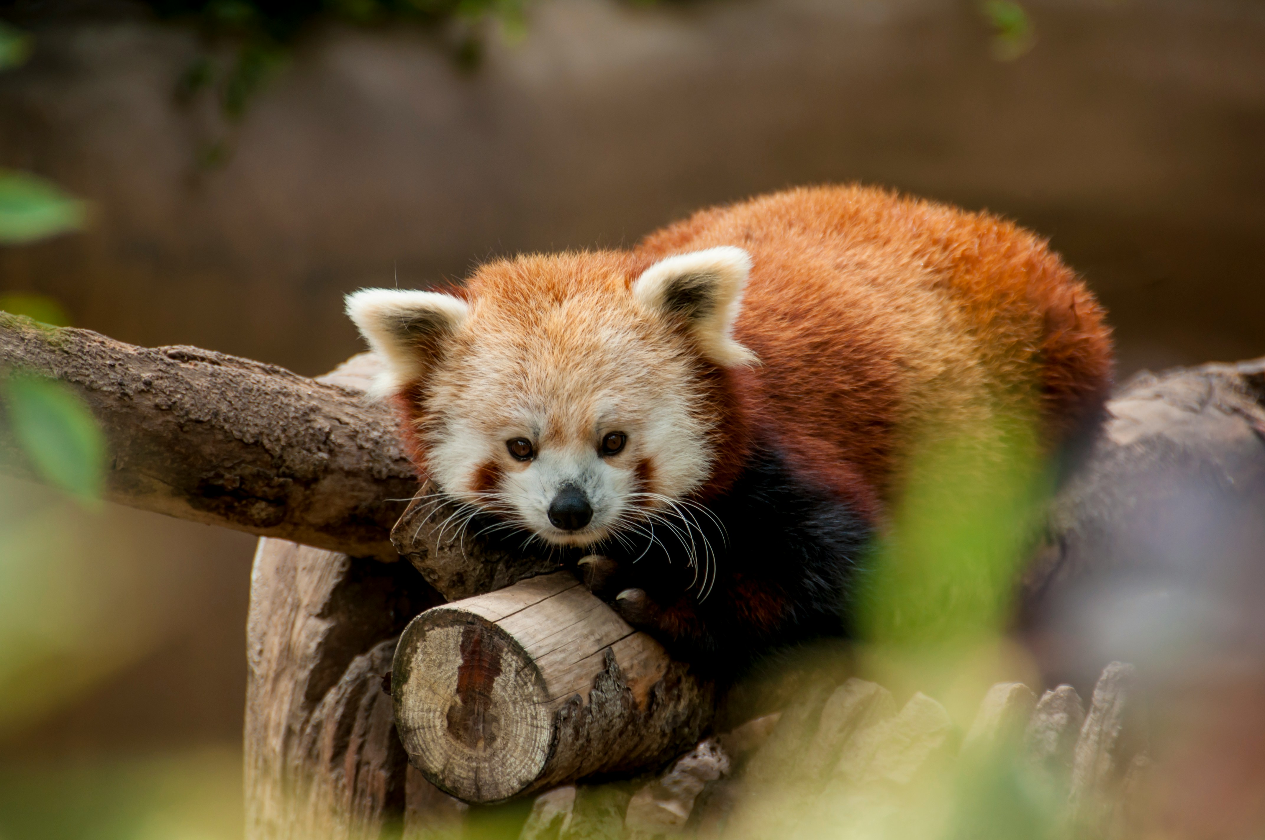 The Amazing World of Red Pandas