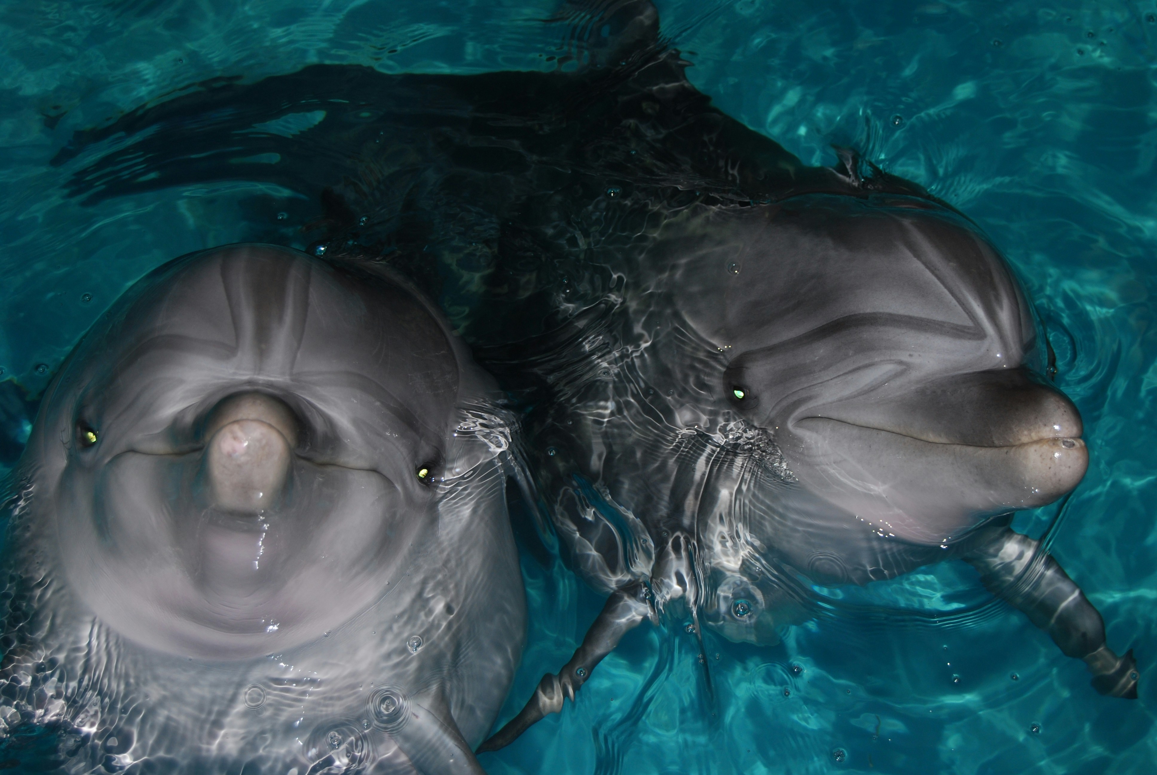 The Curious Intelligence of Dolphins