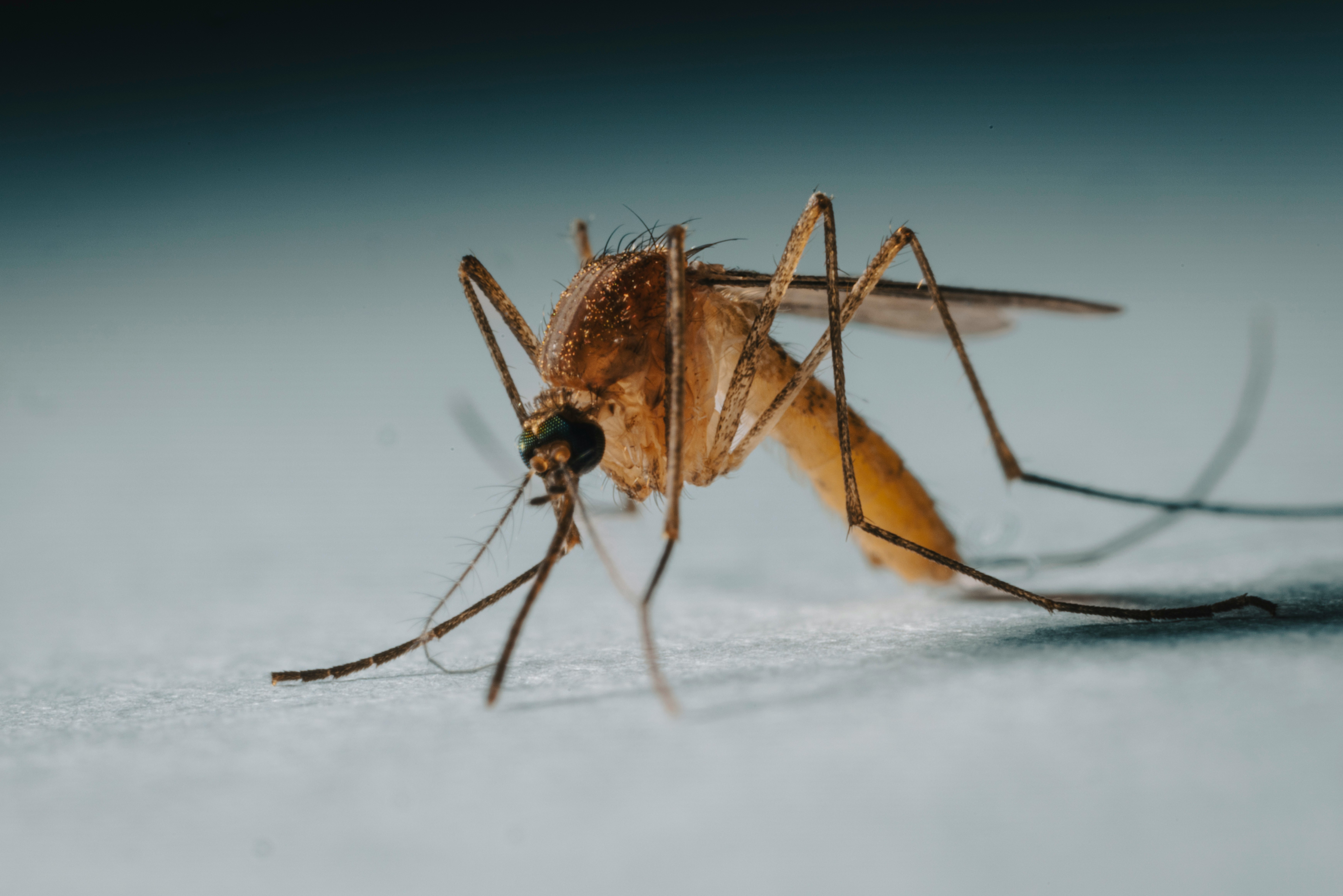 Mosquitoes: Tiny Insects, Big Impact