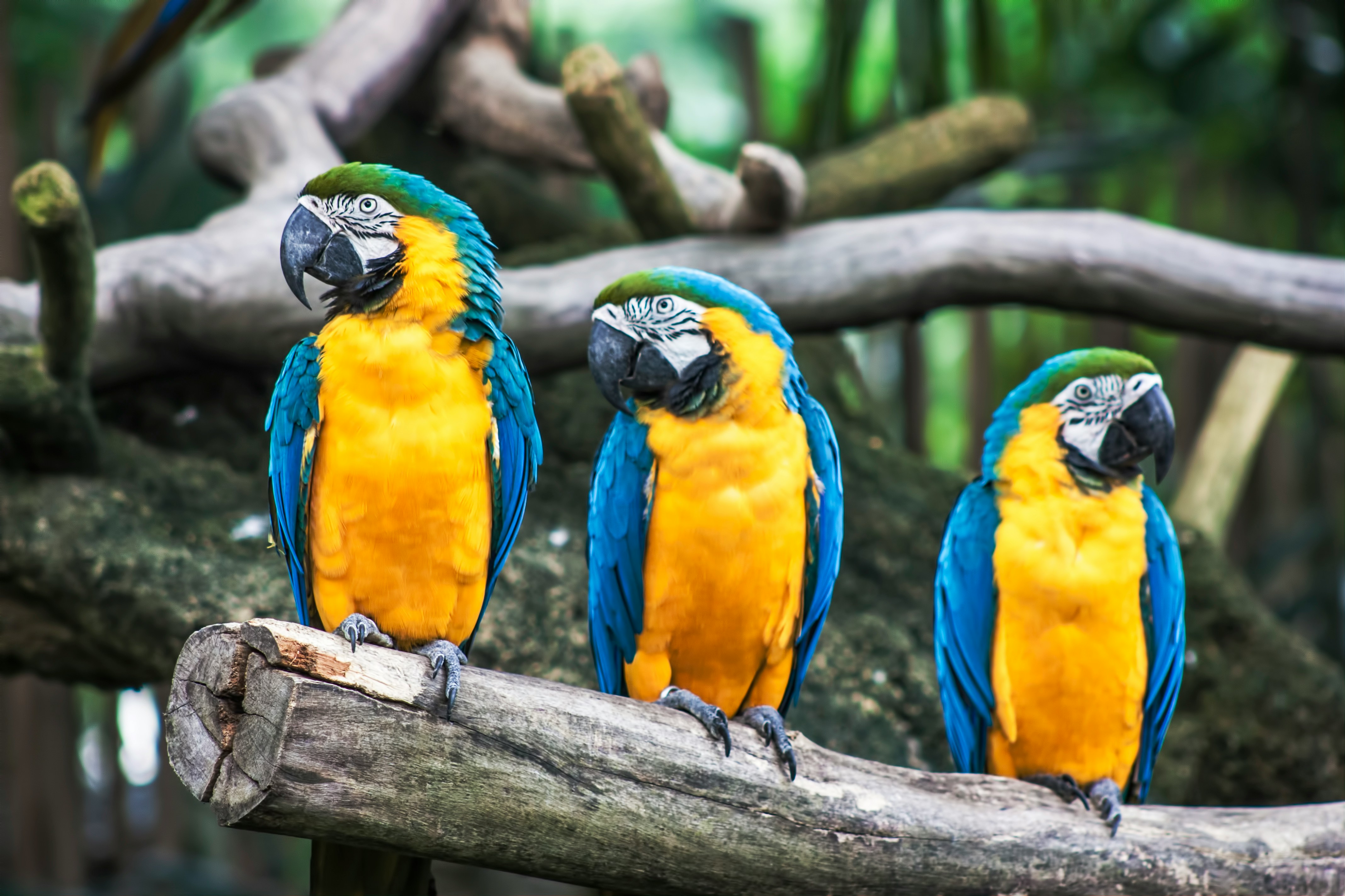 Parrots and Their Astonishing Vocabulary